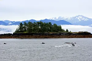 Caudal: Humpback Whale - Caudal fin