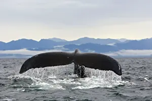 Caudal: Humpback Whale - Caudal fin