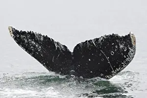 Barnacles: Humpback whale - Caudal fin with barnacles
