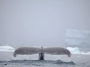 Iceberg: Humpback Whale, close to the Antarctic Peninsula during late