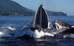 Novaengliae: Humpback WHALE - Co-operative / bubble net feeding
