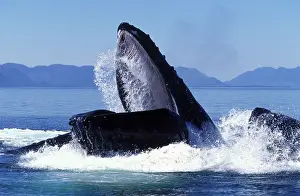 Novaengliae: Humpback Whale - Co-operative feeding / Bubble-net feeding