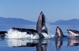 Novaengliae: Humpback Whale - Co-operative feeding / Bubble-net feeding