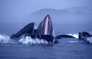 Cooperative: Humpback whale - Cooperative feeding, or bubble-net feeding