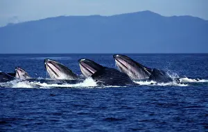 Cooperative: Humpback whale - Cooperative feeding (Bubble net feeding)