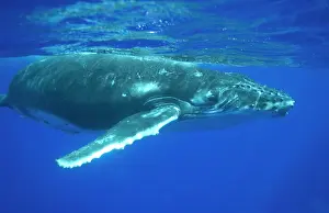 Approaches: Humpback whale - A curious calf approaches the photographer