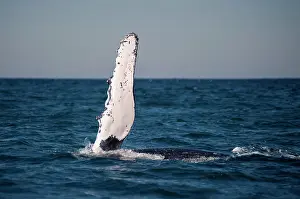 Port: Humpback Whale - extending forelimb with barnacles