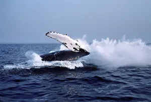 Breach: Humpback whale - falling back into the sea at the