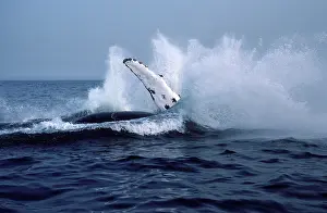 Breach: Humpback whale - Falling back in the water at the