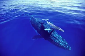 Novaengliae: Humpback Whale - Female & week old calf