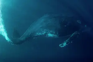Novaengliae: Humpback Whale finning hard