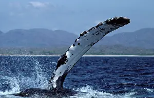Slaps: Humpback whale - flipper-slapping
