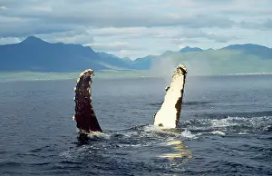 Humpback Whale - flipper slapping