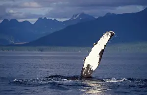 Slaps: Humpback whale - Flipper-slapping