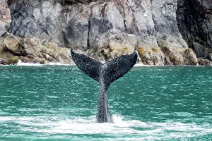 Renato Granieri: Humpback Whale fluke