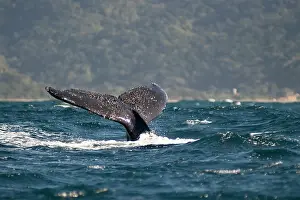Fluke: Humpback Whale fluke (tail fin) with hills in background