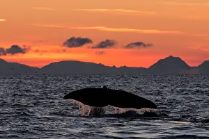 Vesteralen: Humpback Whale fluting at sunset