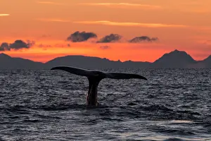 Vesteralen: Humpback Whale fluting at sunset