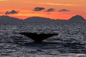 Vesteralen: Humpback Whale fluting at sunset