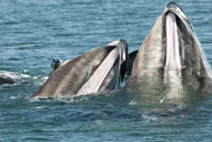 Operation: Humpback whale HUMPBACK WHALE, Megaptera novaeangliae