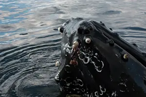 Lice: Humpback whale humpback whale, Megaptera novaeangliae
