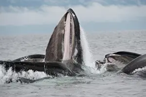 Operation: Humpback whale HUMPBACK WHALE, Megaptera novaeangliae