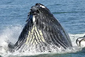 Humpback: Humpback whale HUMPBACK WHALE, Megaptera novaeangliae