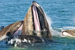 Operation: Humpback whale HUMPBACK WHALE, Megaptera novaeangliae