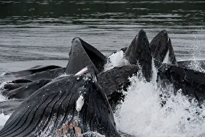 Operation: Humpback whale HUMPBACK WHALE, Megaptera novaeangliae