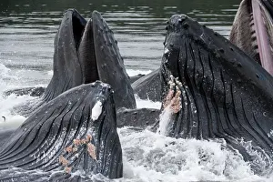 Operation: Humpback whale HUMPBACK WHALE, Megaptera novaeangliae