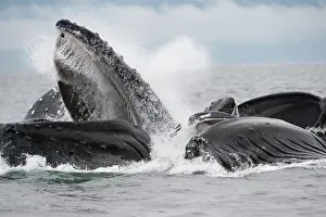 Dolphins: Humpback whale HUMPBACK WHALE, Megaptera novaeangliae