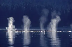 Spouting: Humpback whale - Several humpbacks blowing; early morning
