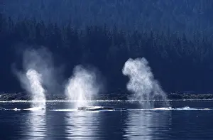 Spouting: Humpback whale - several humpbacks blowing; early morning