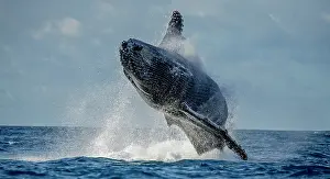 Dynamics: Humpback whale jumps out of the water. Beautiful