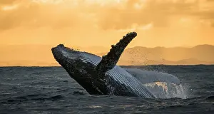 Dynamics: Humpback whale jumps out of the water. Beautiful