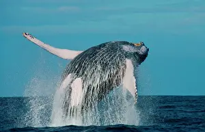 Dynamics: Humpback whale jumps out of the water. Beautiful