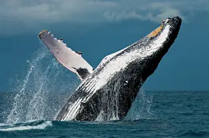 Dynamics: Humpback whale jumps out of the water. Beautiful
