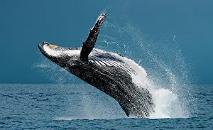 Dynamics: Humpback whale jumps out of the water. Beautiful