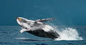 Dynamics: Humpback whale jumps out of the water. Beautiful