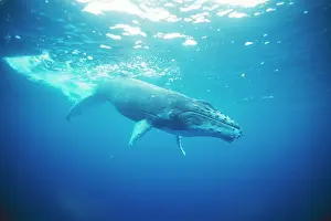 Auscape - Named Photographers: Humpback WHALE - juvenile