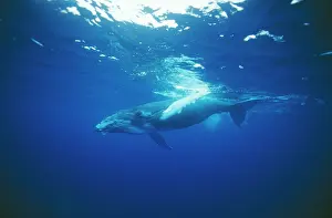 Auscape - Named Photographers: Humpback WHALE - juvenile