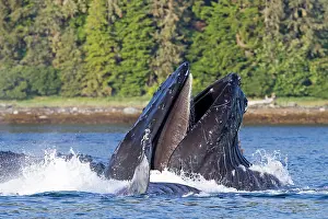 Lunge: Humpback Whale - lunge / bubblenet feeding