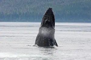 Lunging: Humpback Whale - lunge feeding