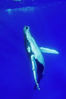 Balaenopteridae: Humpback whale (Megaptear novaeangliae) under the