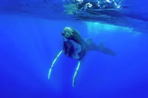 Balaenopteridae: Humpback whale (Megaptear novaeangliae) under the