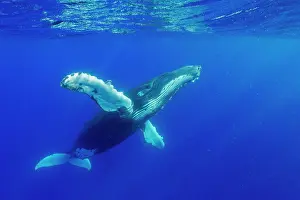 Balaenopteridae: Humpback whale (Megaptear novaeangliae) under the