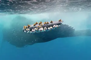 Balaenopteridae: Humpback whale (Megaptear novaeangliae) Barnacles