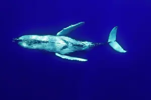 Balaenopteridae: Humpback whale (Megaptear novaeangliae), Kingdom