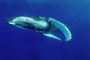 Balaenopteridae: Humpback whale (Megaptear novaeangliae), Kingdom