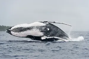 Balaenopteridae: Humpback whale (Megaptear novaeangliae) leaping